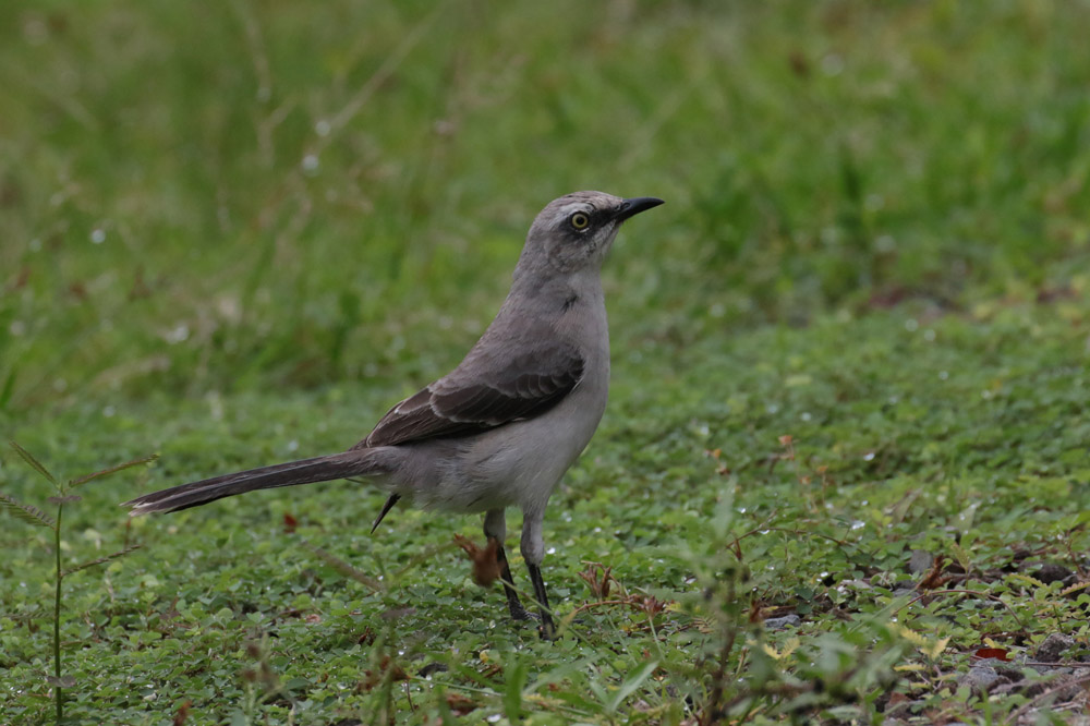 Tropical Mockingbird